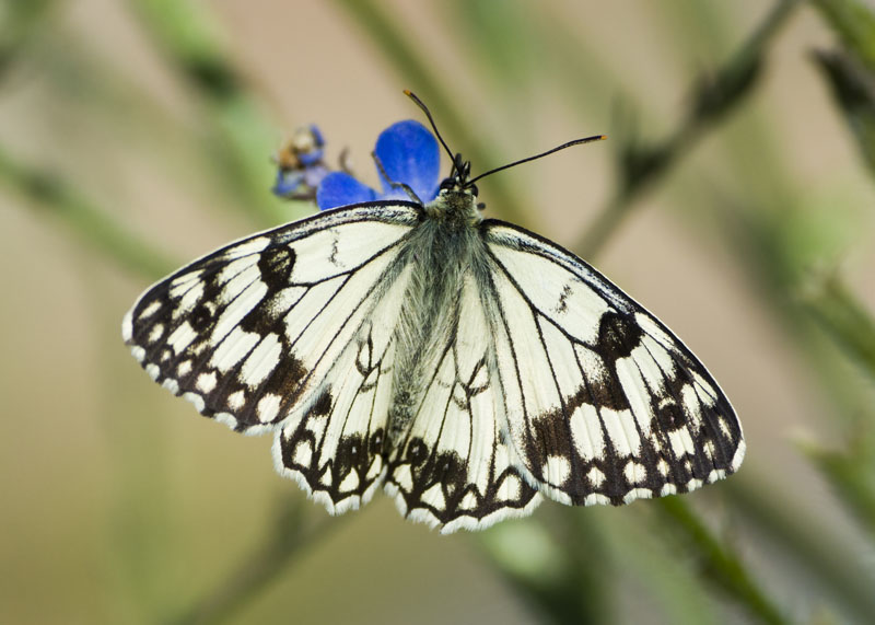 Nymphalidae satyrinae dall'' Uzbekistan